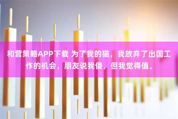 和营策略APP下载 为了我的猫，我放弃了出国工作的机会，朋友说我傻，但我觉得值。